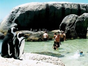 Aproveite a praia na companhia inusitada de pinguins em Boulders Beach.