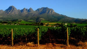 Vinhedos em Stellenbosch.